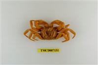 藏品(拉氏清溪蟹)的圖片